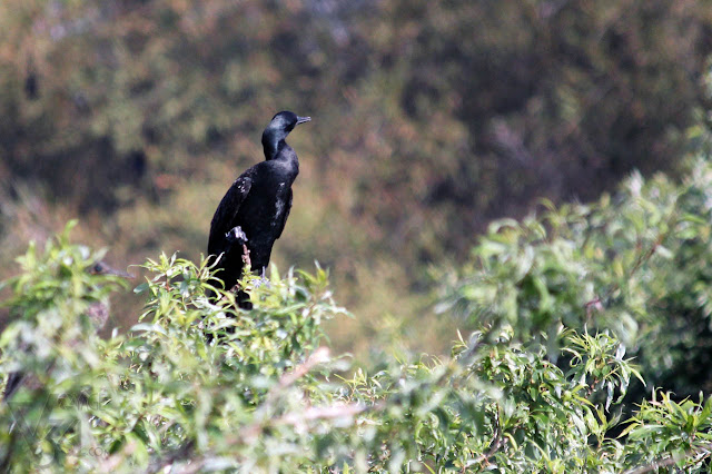 Cormorant at Ranganathittu Cormorant at Ranganathittu