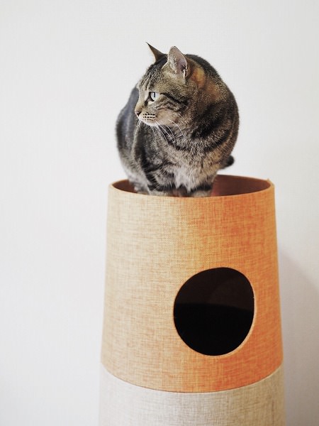 セットカーサのてっぺんにいるキジトラ猫