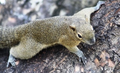 Manfaat Hewan Tupai Dan Undur Undur Untuk Pengobatan Penyakit