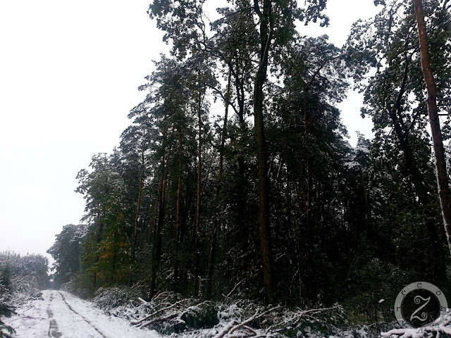 zima w lesie