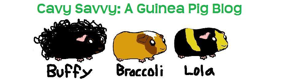Cavy Savvy: A Guinea Pig Blog