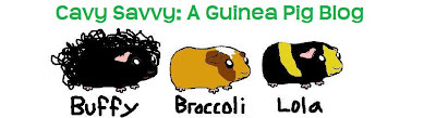 Cavy Savvy: A Guinea Pig Blog