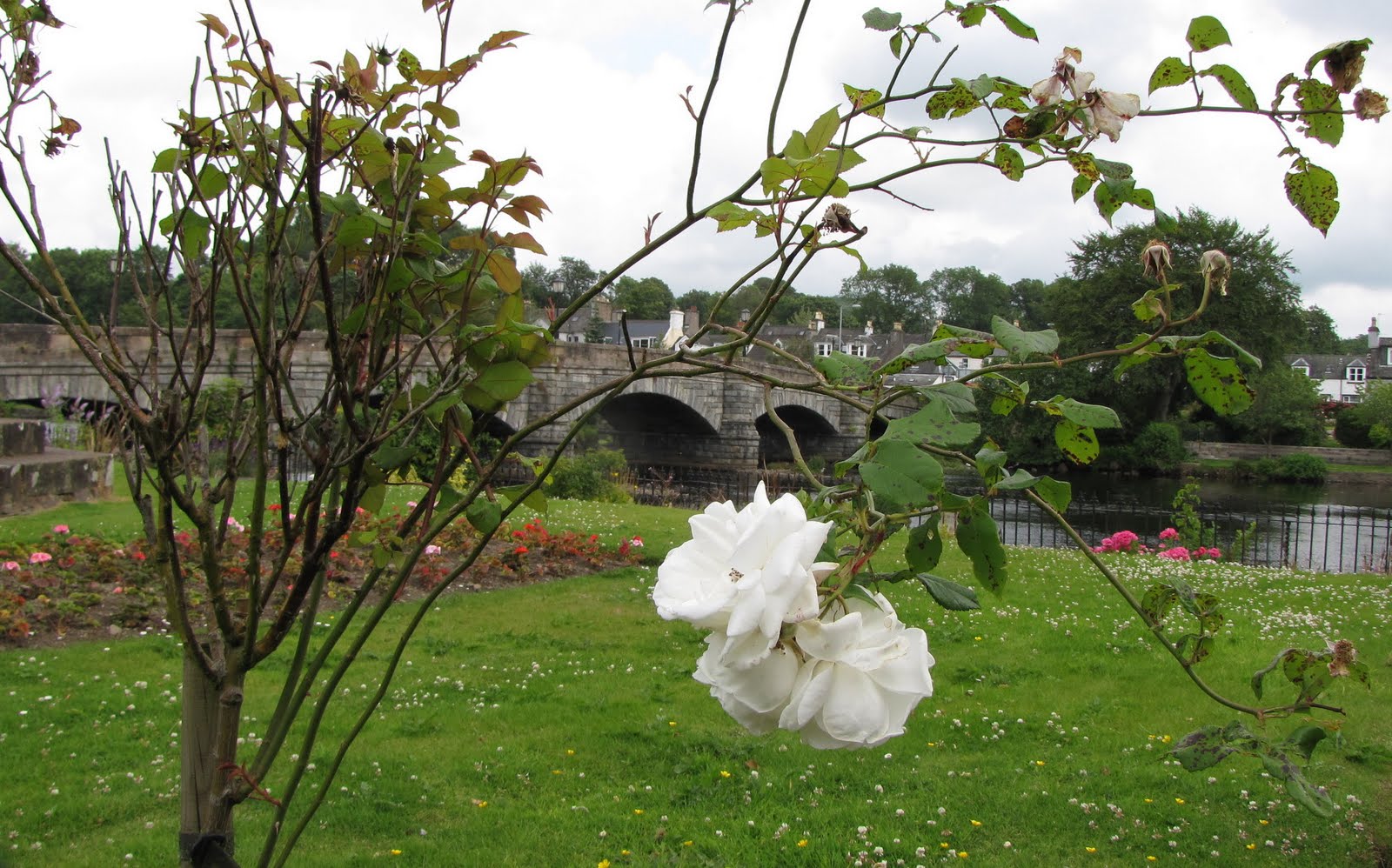 The Glebe Blog Newton Stewart in Bloom Wild and Cultivated