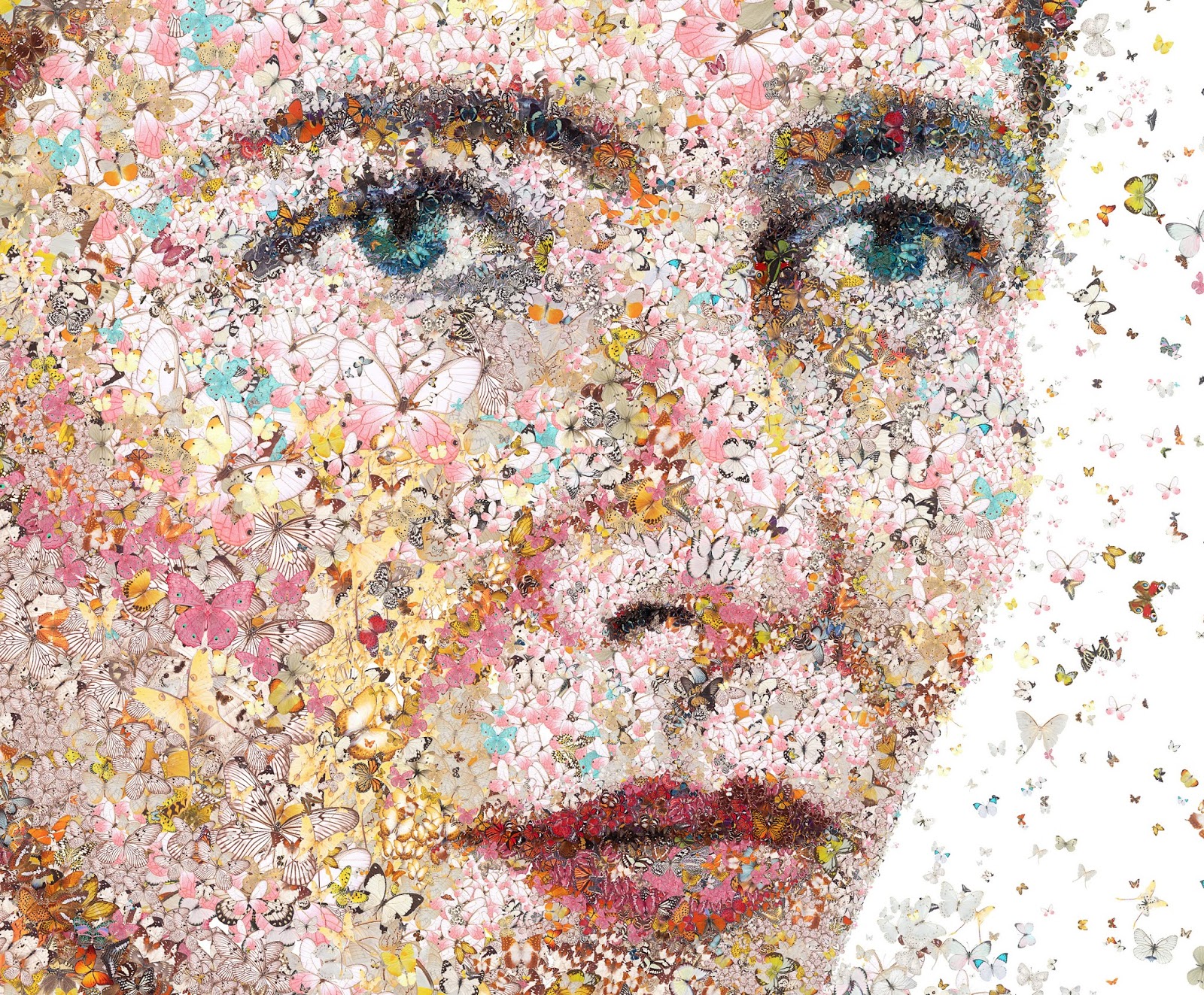 Araucaria « LE DEUXIÈME SEXE »,