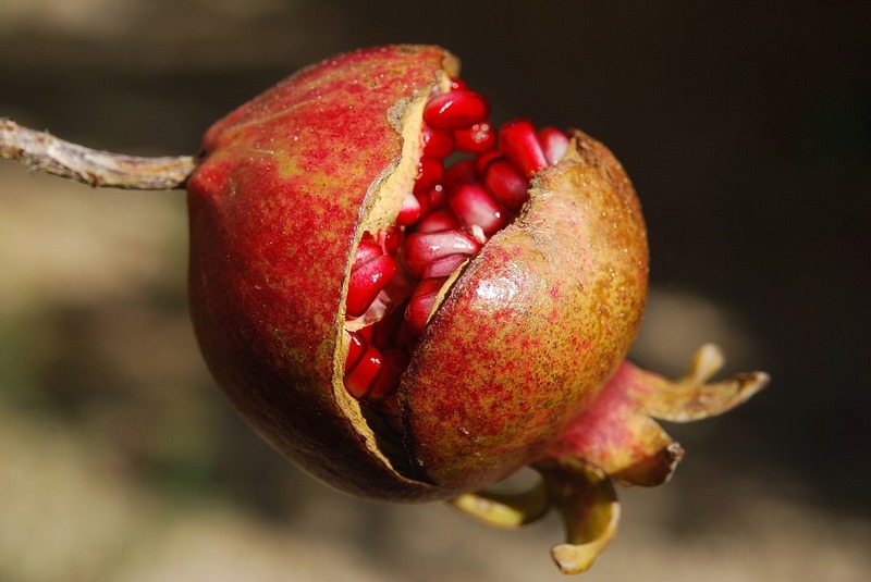 fruto y semillas de granada, Punica granatum