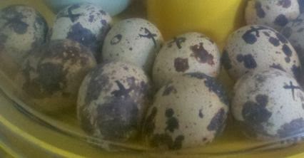 mini eco incubator, brinsea, hatching quail eggs, Coturnix quail, Japanese quail
