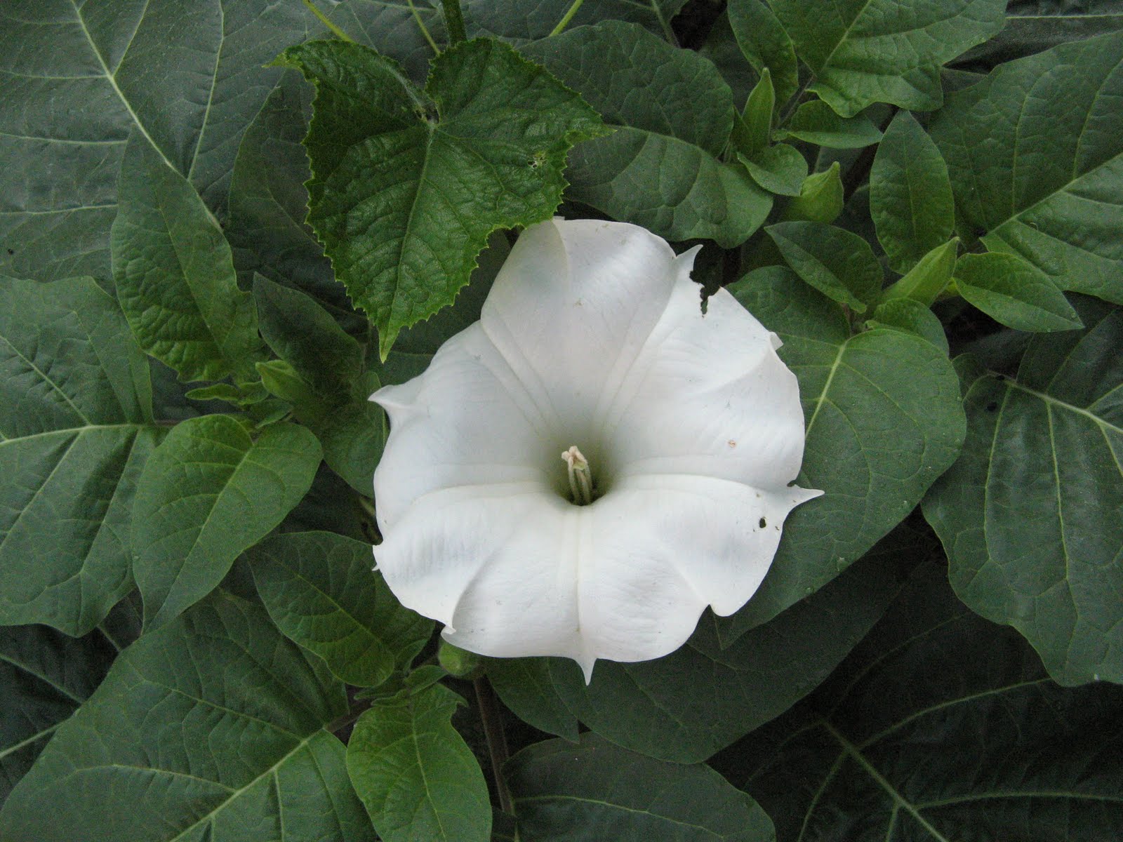 Judy Ann Sadler Moon flowers!