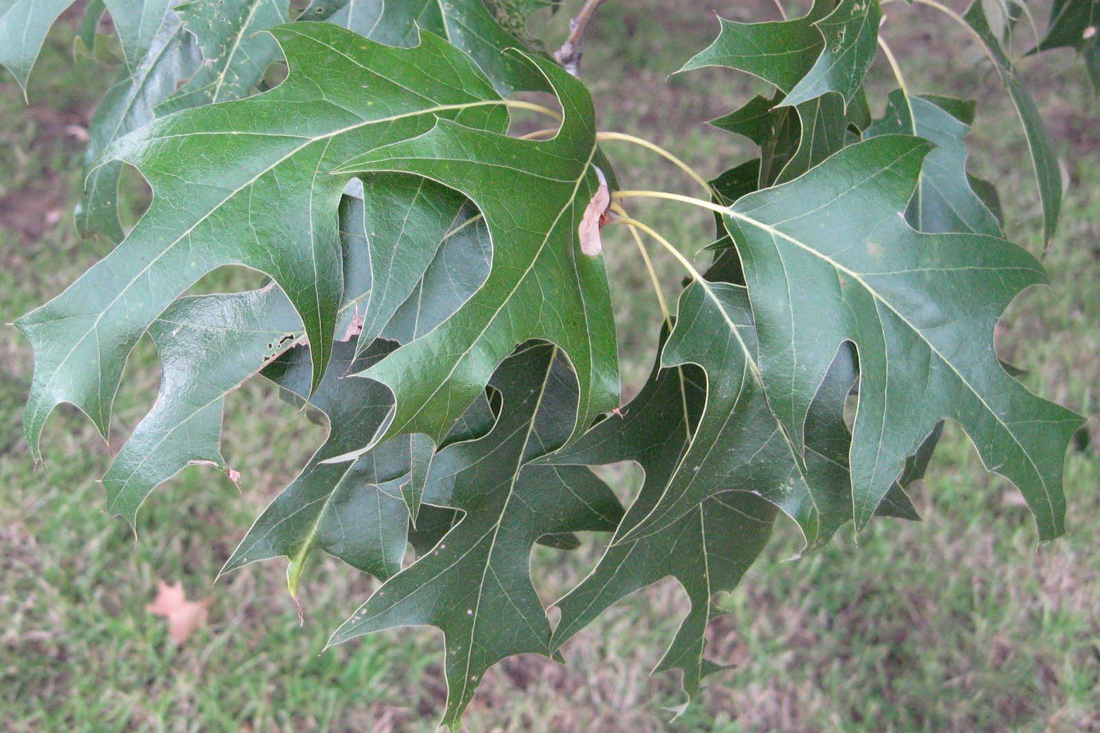 Centenary College Arboretum: Quercus falcata
