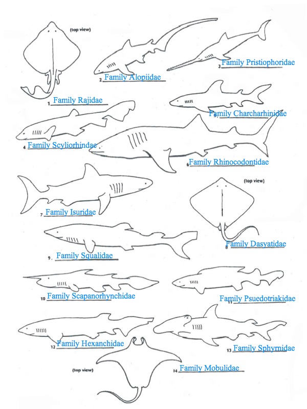I B Biology Shark Dichotomous Key