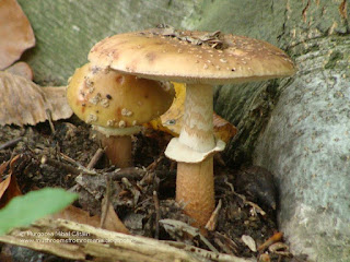 Amanita rubescens DSC126175