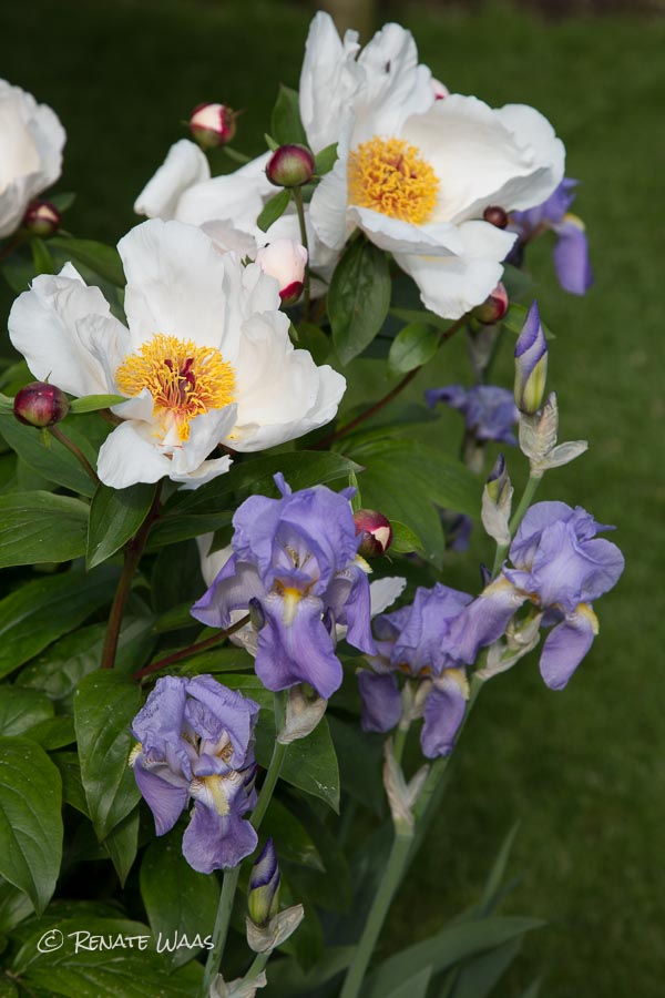 Gartenblog Geniesser Garten 2016