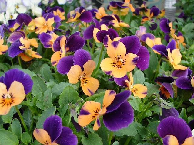 New Utah Gardener: Annuals For The Spring Garden In Utah - When Can We ...