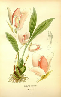  Free Botanical illustration Books