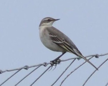 EASTERN YELLOW WAGTAIL-CEMLYN BAY-ANGLESEY-26TH SEPTEMBER 2019