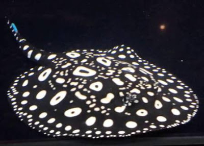 ikan hias Polka Dot Stingray ikan hias Polka Dot Stingray