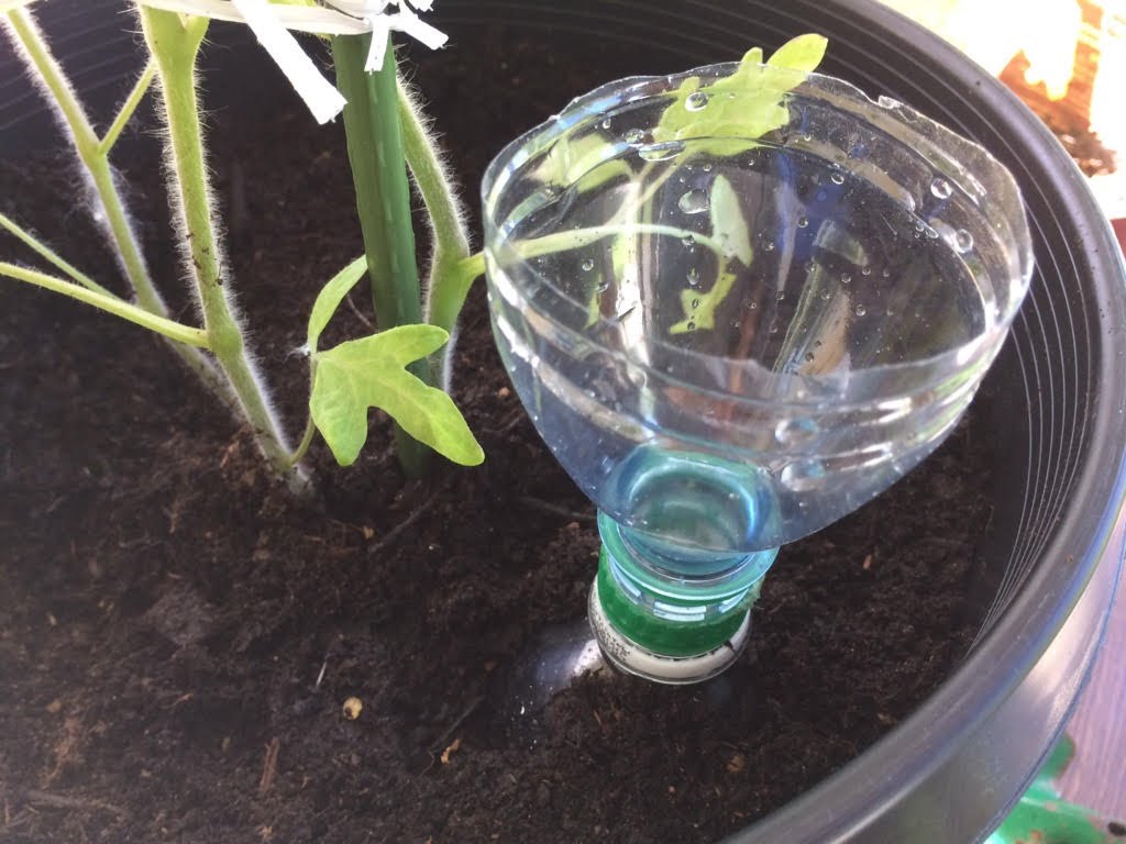 DIY for the average DIY deep root watering system for potted plants