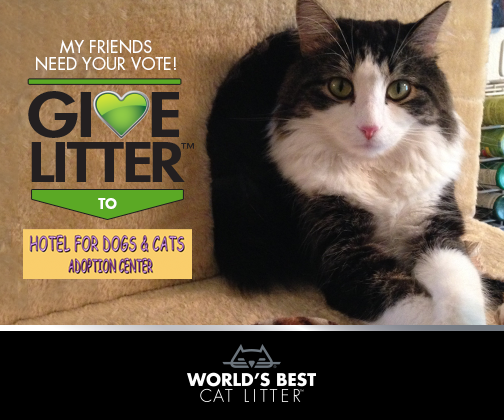 Anakin Two Legged Cat for World's Besst Litter Give Litter Charity