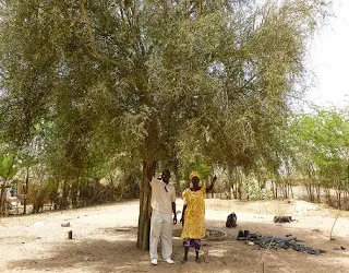The desert date tree is considered valuable in dry and drought regions because it produces fruit even during droughts due to its long taproot photo by treesftf