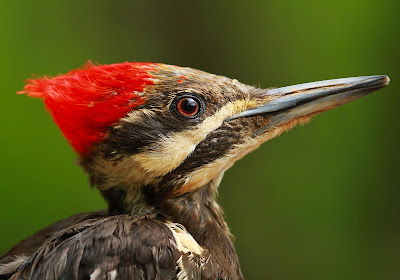 All of Nature: Spring Birds At Springbrook-Pileated to Indigo Bunting