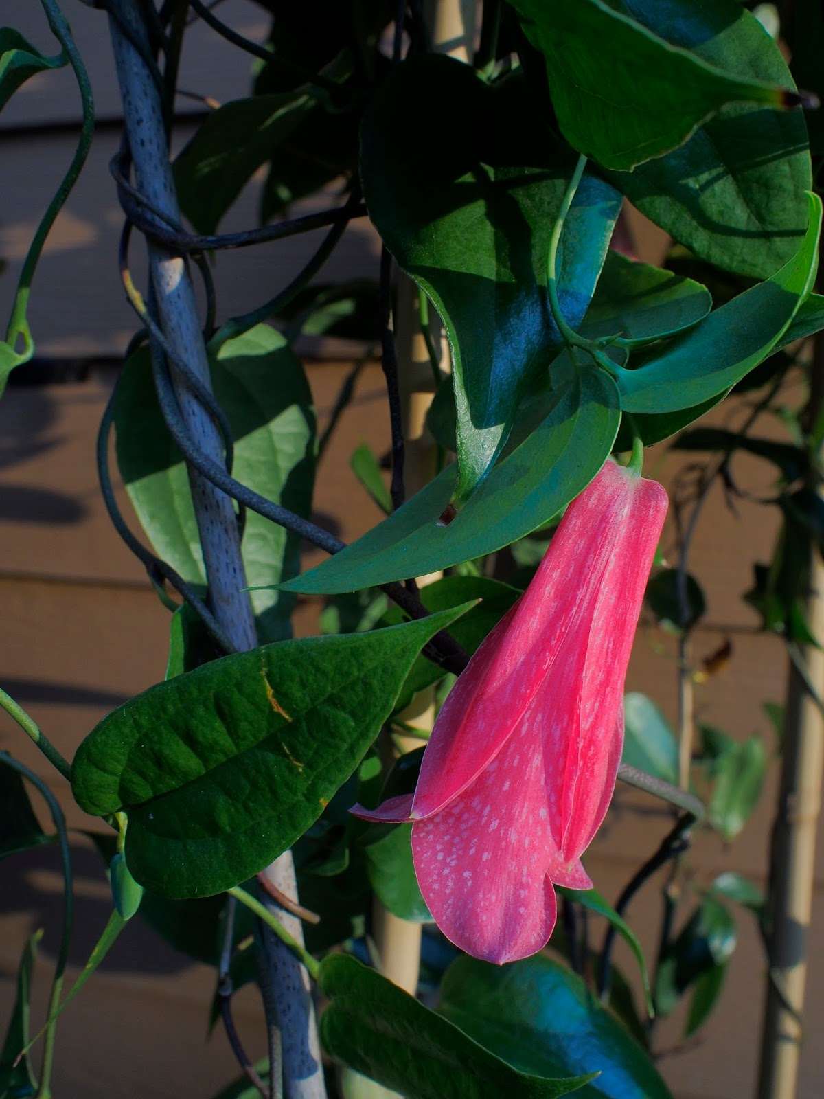 Potentilla Pink Paradise Slubne Suknie Info