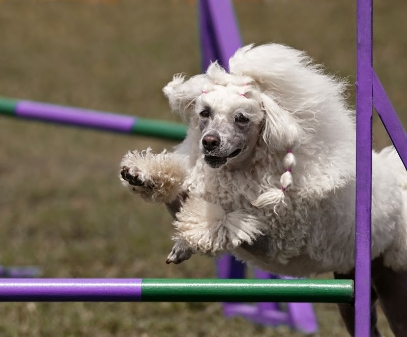 Why Do People Take Part in Dog Sports?