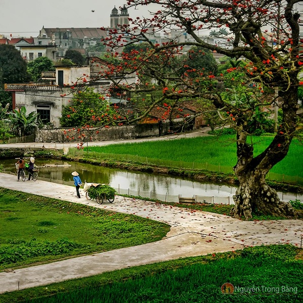 Ảnh đẹp về Hoa Gạo ở Miền Bắc Việt Nam 13