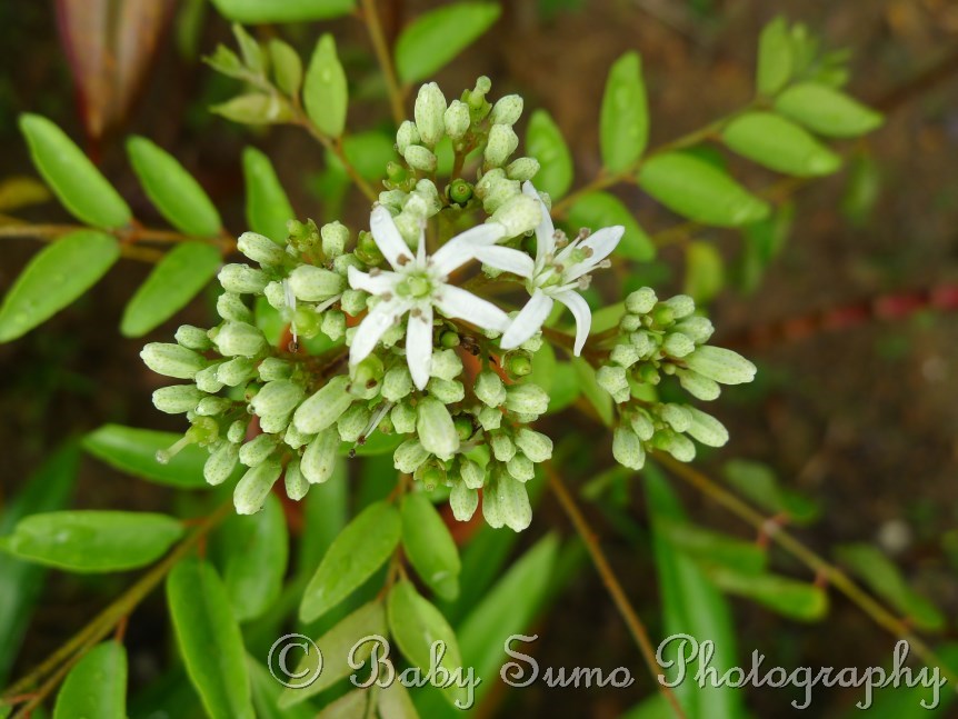 Baby Sumo Photography Curry leaf flowers (Murraya koenigii) KL, Malaysia