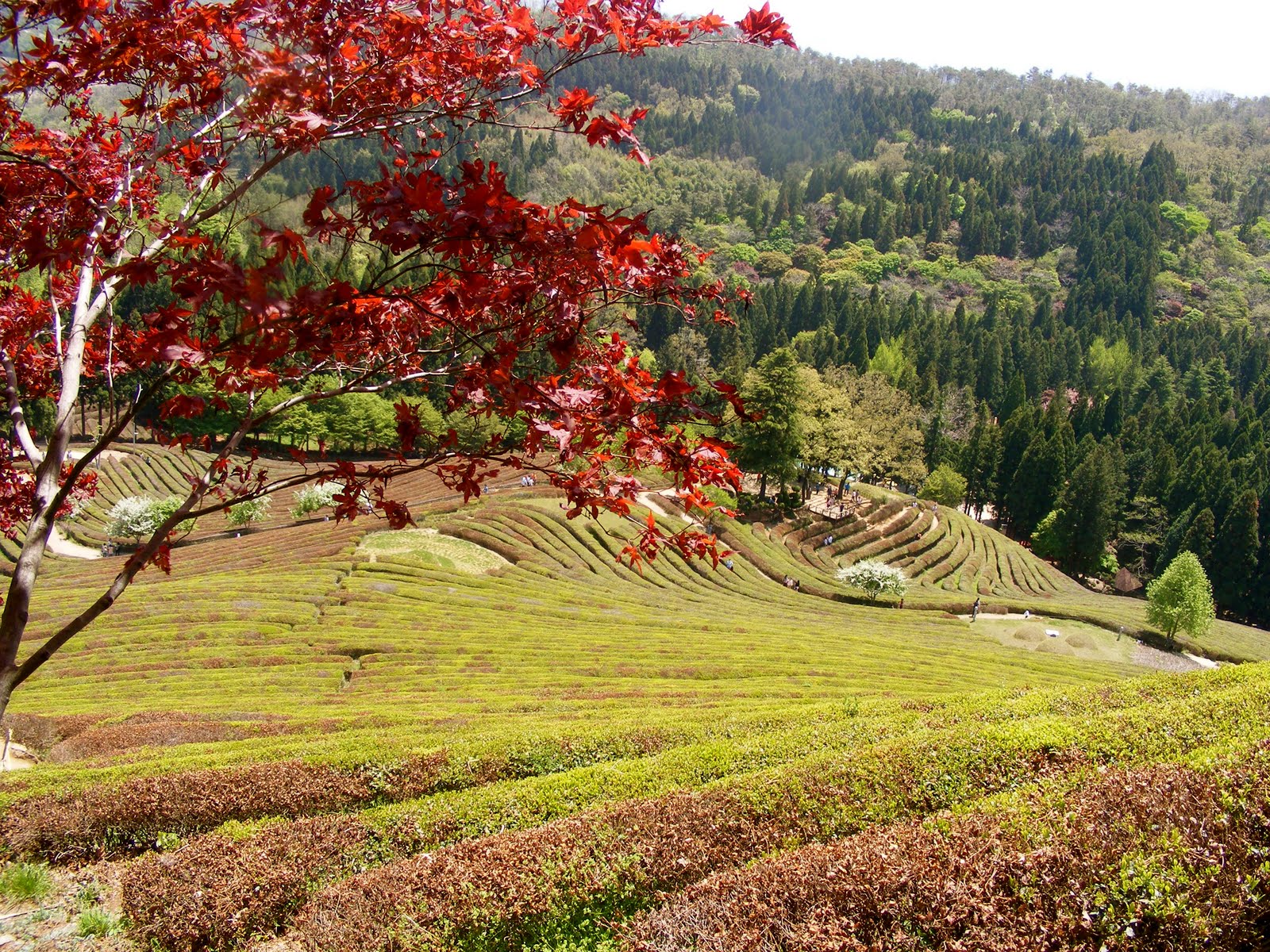 Mokpo, ROK(po) and Beyond The Boseong Green Tea Festival
