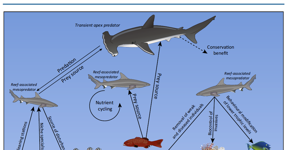 The Best Shark Dive in the World!: Reef Shark mediated Trophic Cascades