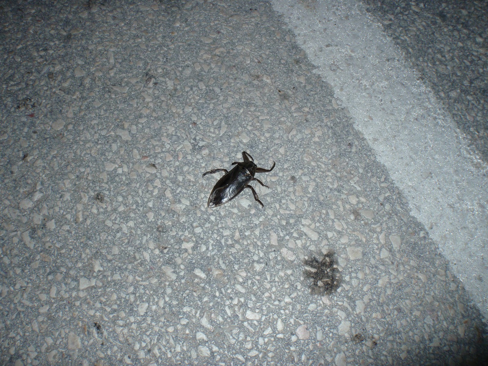 Athens Nature Journal: Anyone seen a giant water bug in Greece?
