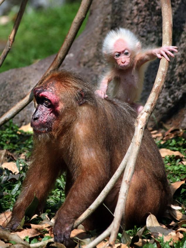 Macaco com aparência de Einstein brinca com sua mãe e parque na Malásia