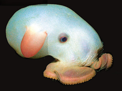 pulpo dumbo (Grimpoteuthis abyssicola