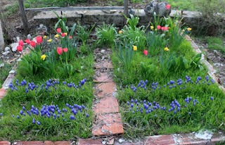 The Tortoise Garden blooming marvellously The Tortoise Garden blooming marvellously