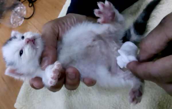 estimulacion-esfinteres-gato-bebe