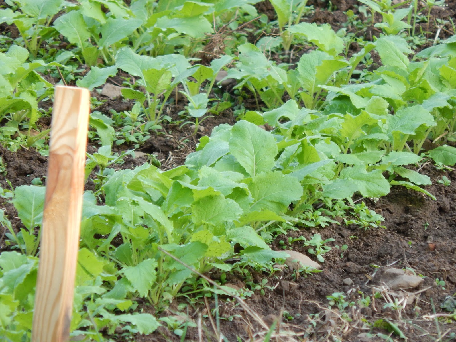 Thoughts from Frank and Fern The Nutrition of Turnips & Turnip Greens