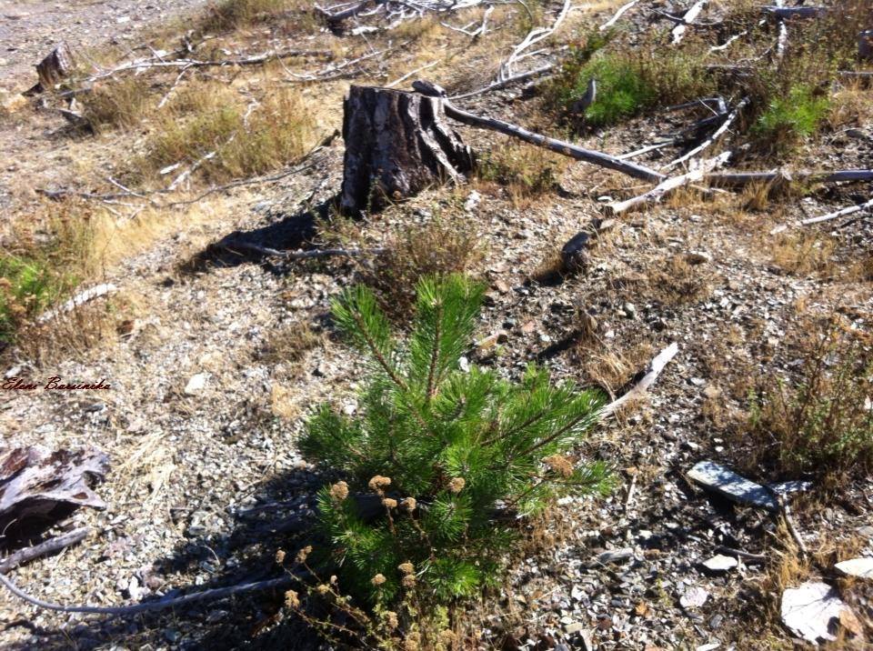 Αποτέλεσμα εικόνας για ΤΟ ΔΕΝΤΡΟ ΤΗΣ ΚΡΙΣΗΣ - ΤΗΣ ΖΕΡΒΟΥ ΤΡΙΑΔΑ