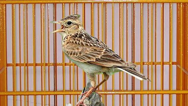 Jenis Burung Branjangan