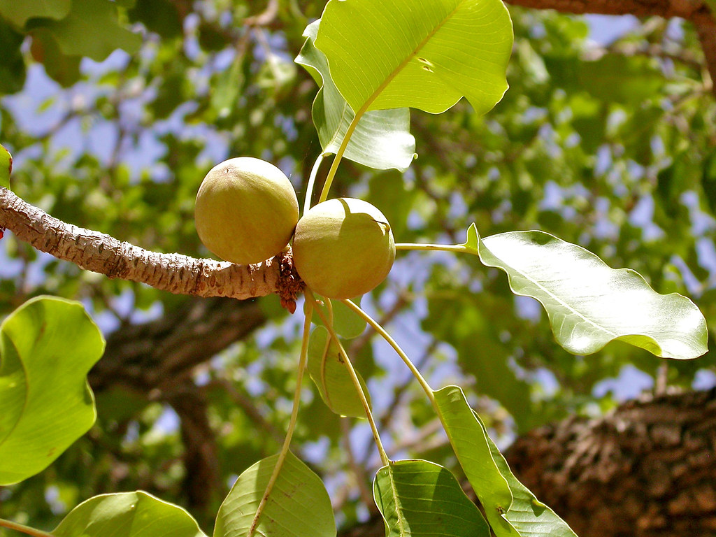 Check These 7 List of African Fruits and The Health Benefits People