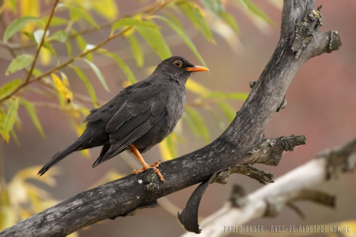 mis fotos de aves Turdus anthracinus Zorzal Chiguanco Sombre Thrush