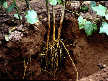 Cotton plant roots