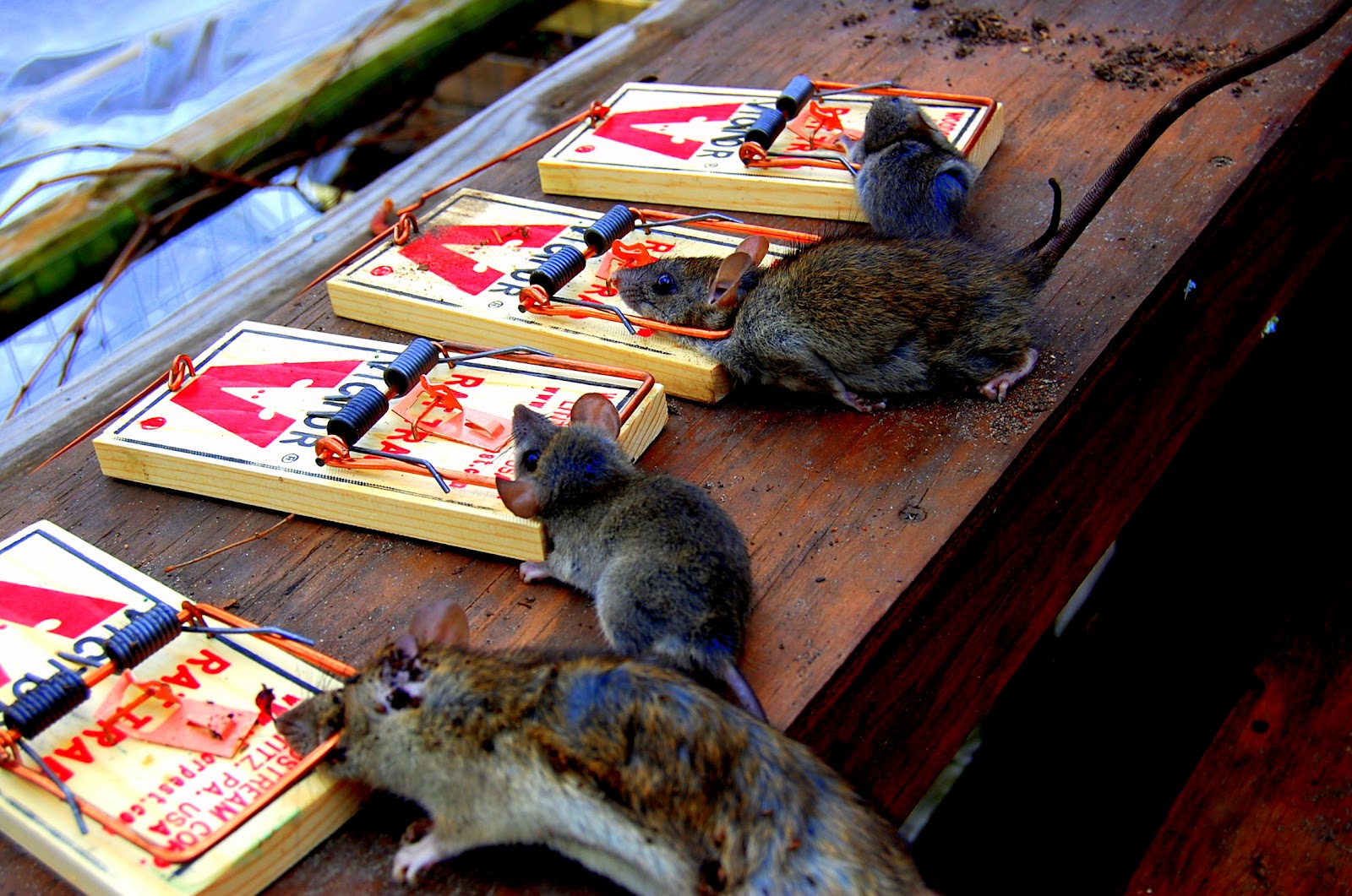Urban Self-Sufficientist: Rats Destroying the Vegetable Garden