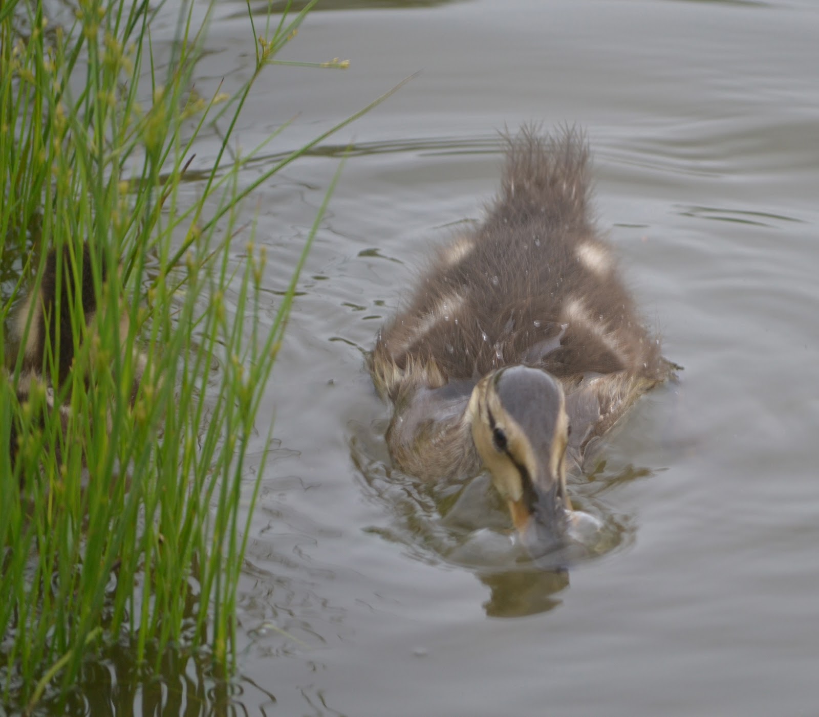 Portraits of a Young Duck