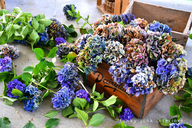 How to harvest and dry amazing MULTICOLOURED HYDRANGEAS - Funky Junk Interiors How to harvest and dry amazing MULTICOLOURED HYDRANGEAS - Funky Junk Interiors