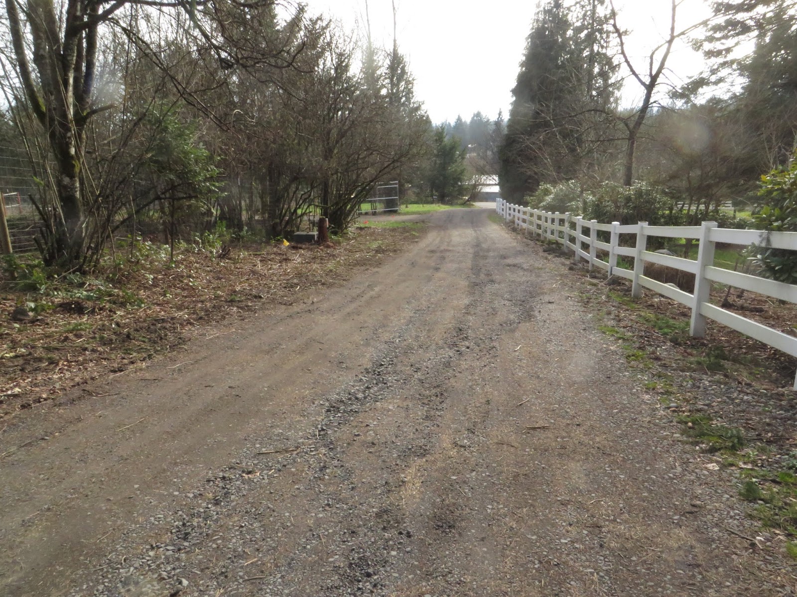 Rotary Botanical Gardens Hort Blog Witch Alders Fothergilla