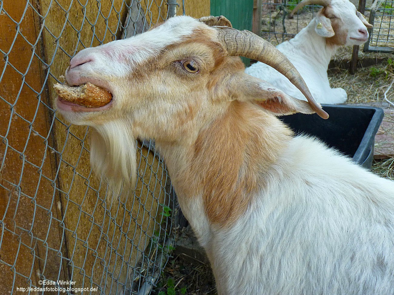 Eddas Foto Blog Eine Ziege beim Fressen