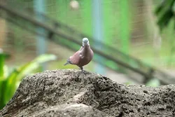 taman burung tmii jakarta