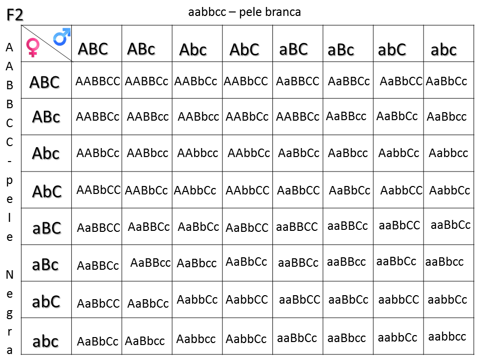 Организм с генотипом ааввсс образует следующие типы гамет. Гаметы aabbcc. Aabbcc aabbcc скрещивание. Гаметы aabbcc. Решетка пеннета aabbcc aabbcc.