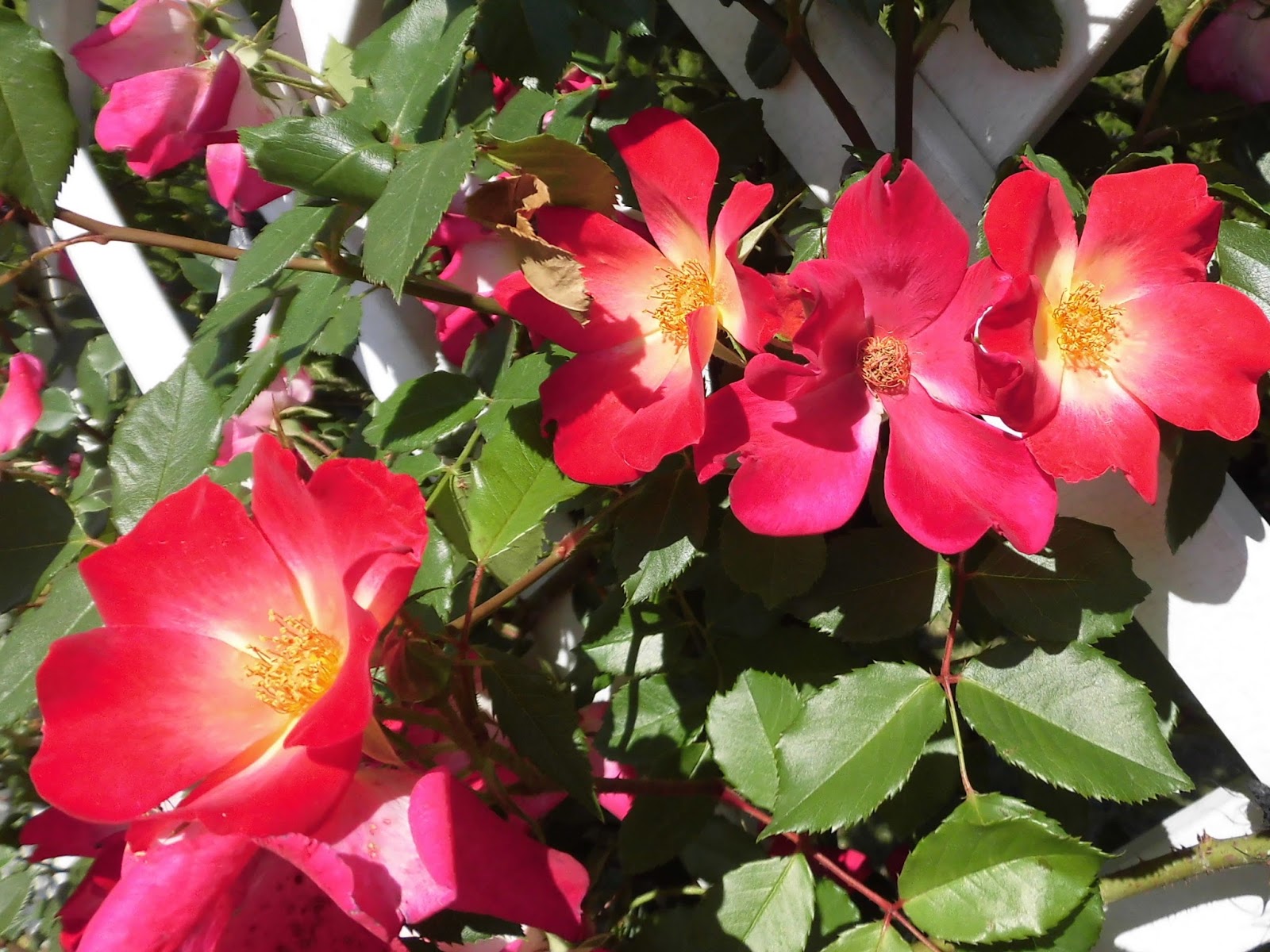 ６０歳で無職の優雅な日々 バラ カクテル コクテール Rosa Cocktail