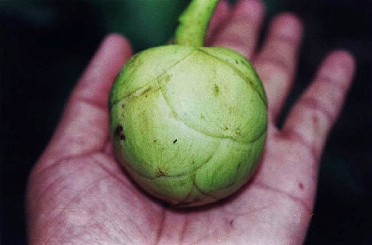 مدونة حِناء فاكهة كاتمون catmon