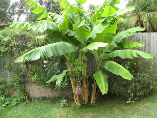 صورة لشجرة الموز